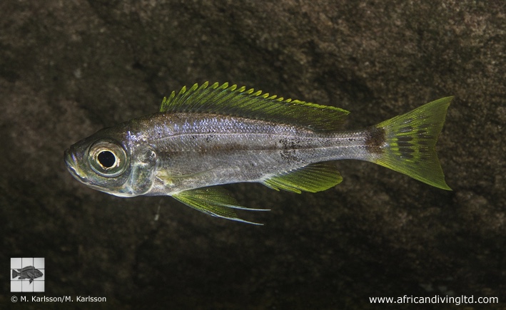 Haplotaxodon sp. 'yellow fin' Izinga Island